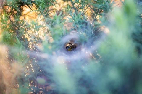 Tunnel Web Stock Photos