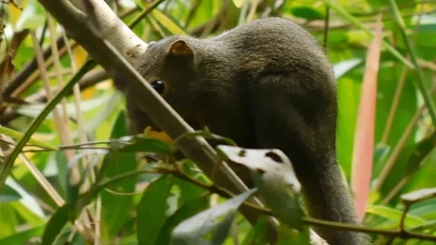 Tupai Video stock 238875216