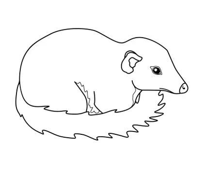 Tupaia - small primate - vector linear picture for coloring. Asian small animal Stock Illustration