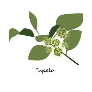 Tupelo Flower vector Stock Illustration