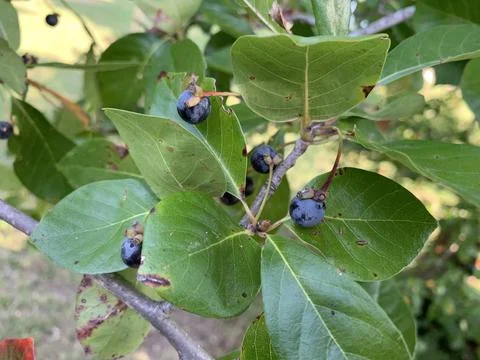 Tupelo Tree berries Stock Photos