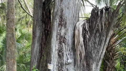 Tupelo Tree Stock Footage 230932734