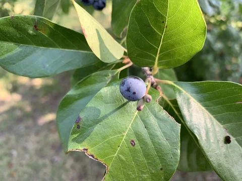 Tupelo Tree fruit in the park Foto stock