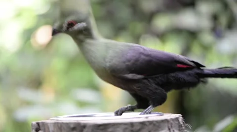 Turaco verde,tauraco persa Stock Footage 43036730
