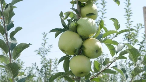 Tural Yusifli Stock Footage 98122961