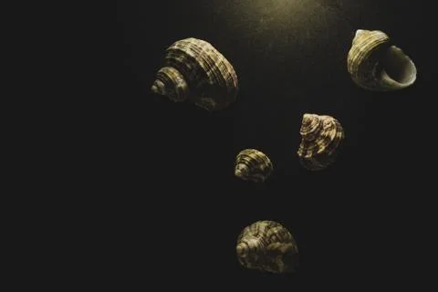 Turban shell macro close up Stock Photos