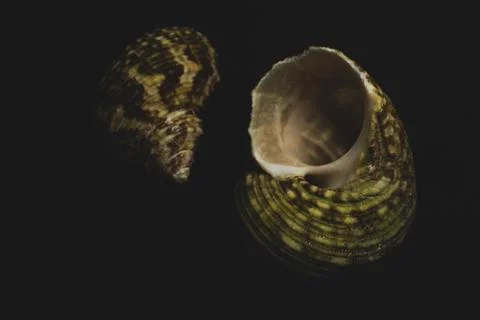 Turban shell macro close up Stock Photos