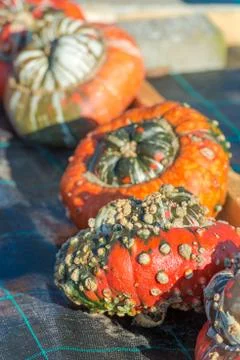 Turban squash Stock Photos