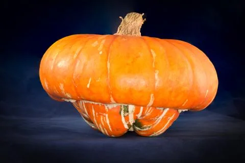 Turban Squash Stock Photos