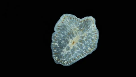 Turbellaria worm, Order Polycladida under a microscope, possibly the family Stock Footage 167470301