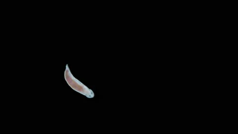 Turbellaria worm under the microscope, Platyhelminthes phylum. Macrostomidae Stock Footage 236284515