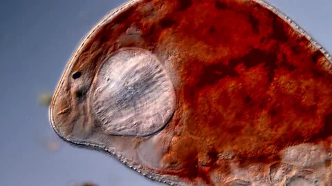 Turbellarian flatworm 스톡 동영상 310653410