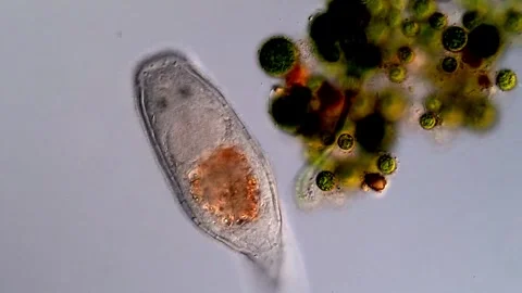 Turbellarian flatworm (microscopy view 400x) 스톡 동영상 310640069