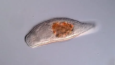 Turbellarian flatworm under the microscope, 400x magnification 库存影片 310640073