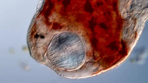 Turbellarian flatworm under the microscope, 400x Vídeos de archivo 310657183