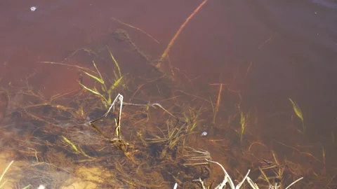 Turbid water with algae in a spring river, background. Copy space for text Video stock 306367497