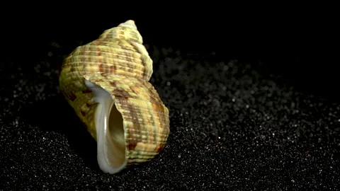 Turbinidae shell on a black sand background HD Stock Footage 270392672