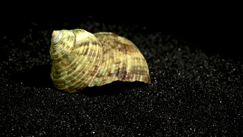Turbinidae shell on a black sand background 4K Stock Footage 270915718