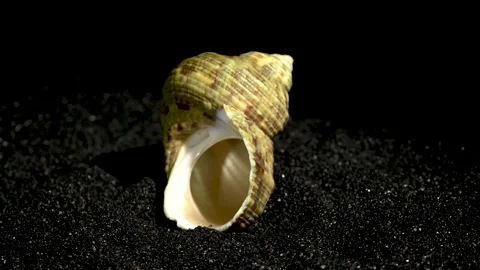 Turbinidae shell on a black sand background 4K Stock Footage 270917111