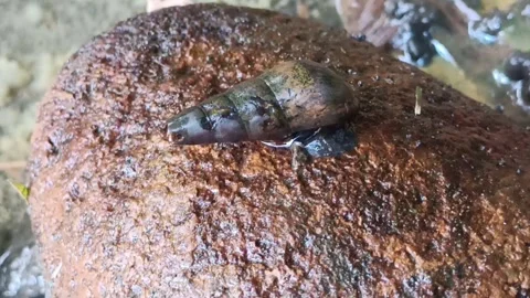 Turbo snail Stock Footage 258232903