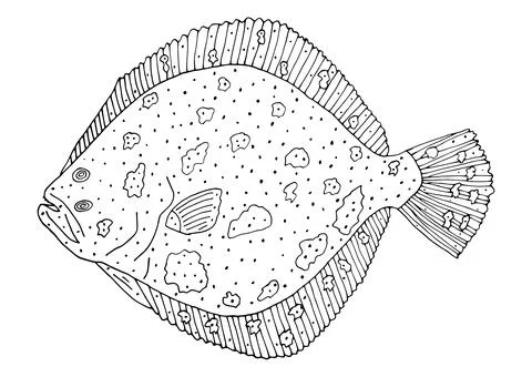 Turbot fish hand drawn. White and black. Beautiful fish isolated on white bac Stock Illustration