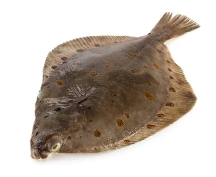 Turbot fish Stock Photos