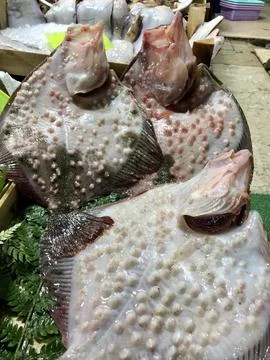 Turbot Fish Stock Photos