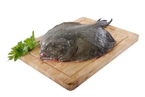 Turbot fish in studio Stock Photos