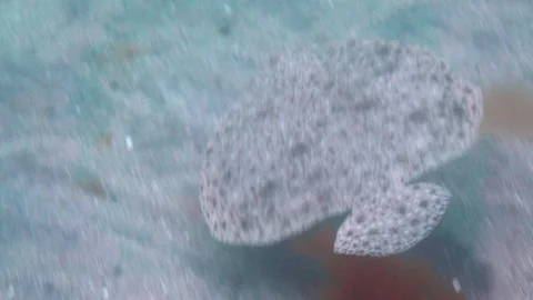 Turbot float down the bottom of the Norwegian sea. 스톡 동영상 106235403