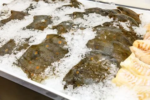 Turbot or flounder and cod fillet lying on the ice in the shop window Stock Photos