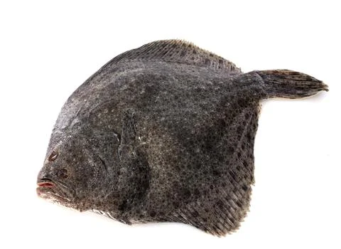Turbot 写真素材