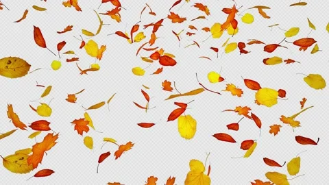 Turbulent Autumn Leaves Loop Stock-Footage 161609861