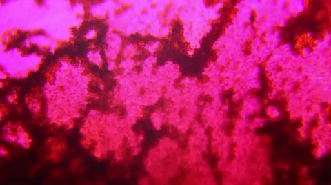 Turbulent fluid flow in the cell under a microscope Stock Footage 52254102