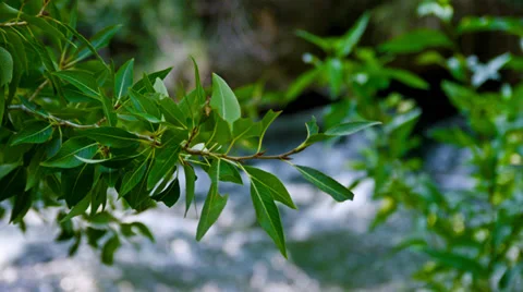 Turbulent Leaves HD Stock Footage 34166508