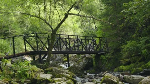 A turbulent mountain river in a forest landscape. Video stock 278020141
