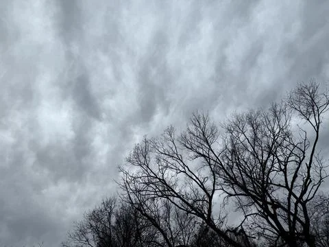 Turbulent Storm Clouds Above Bare Winter Trees 写真素材