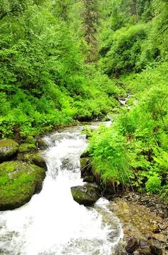 A turbulent stream of a small stream flows down from the mountains through .. Stock Photos