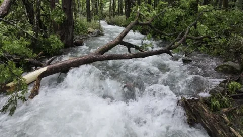 Turbulent Stream in Woods Stock Footage 331239314