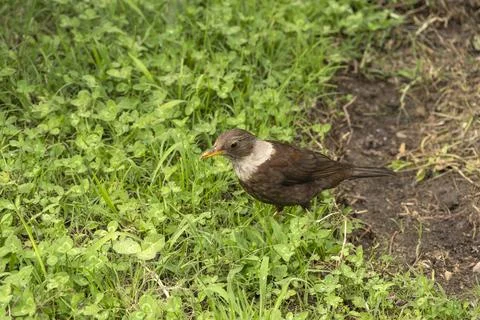Turdus albocinctus or  white-collared blackbird in garden Stock Photos