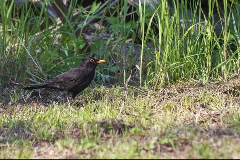 Turdus merula - Blackbird black bird Stock Photos