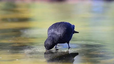 Turdus merula blackbird Stock Footage 88792486