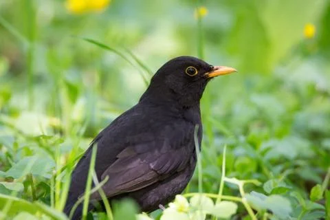 Turdus merula on the grass Stock Photos