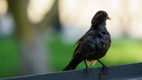 Turdus merula Stock Photos