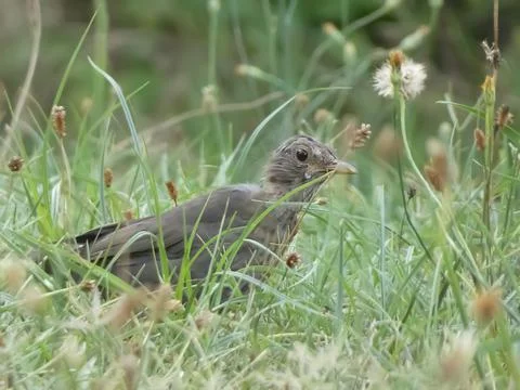 Turdus merula Stock Photos