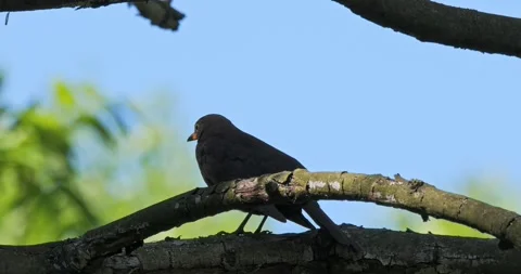 Turdus Merula on a spring tree in slow motion Stock Footage 275277977