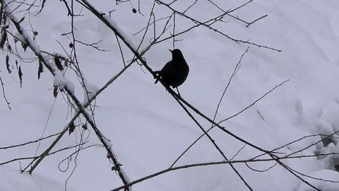 Turdus merula in winter. 스톡 동영상 100980271