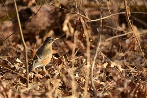 Turdus migratorius Foto stock