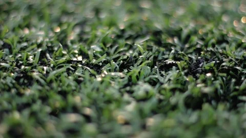 Turf Field Macro Stock-Footage 73771633