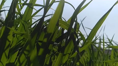 Turf-grass Stock Footage 144910193