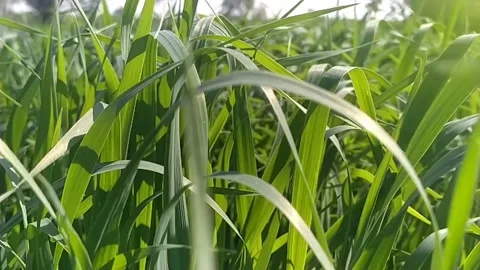 Turf-grass Stock Footage 144910500